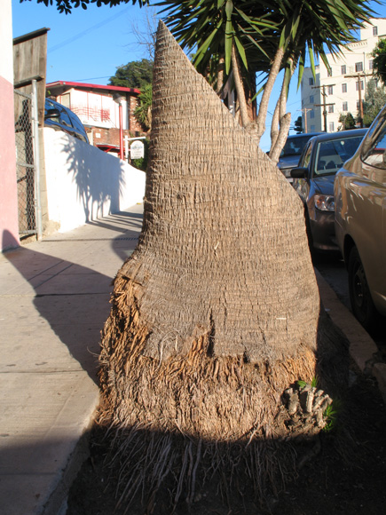 sliced palm